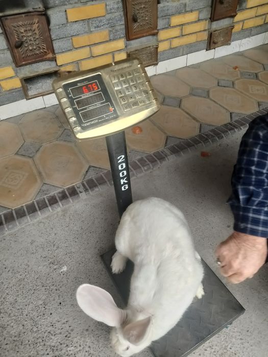 Quyon bolalari sotiladi