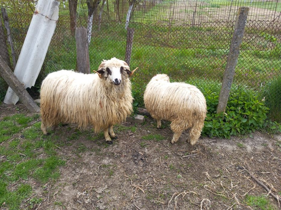 Vand doi berbecuti oachesi