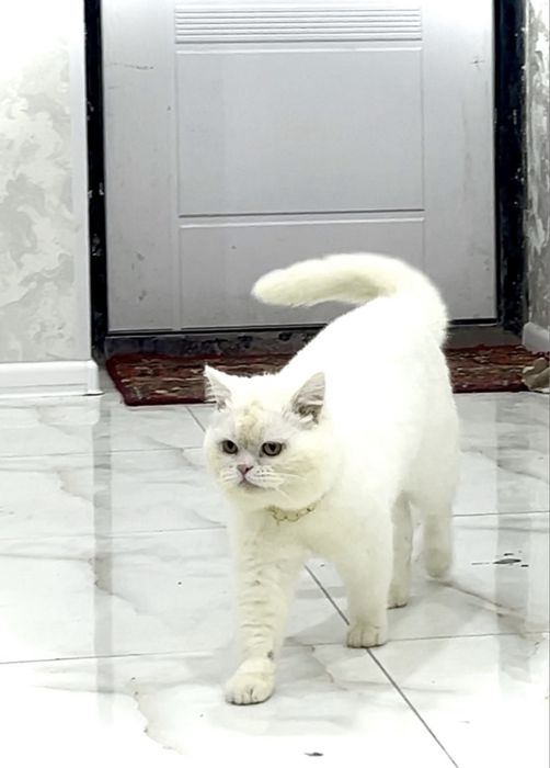 Britansky Gegant mushuk sotiladi