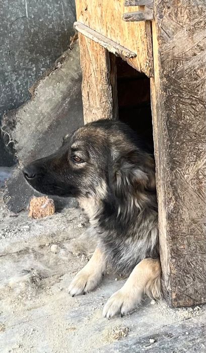 отдадим в хорошие руки