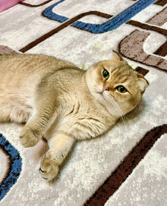 Продается котьят шиншилла