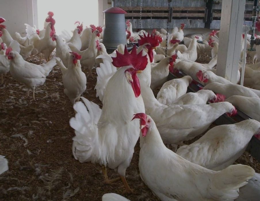 Куры несушки породы "Леггорн "