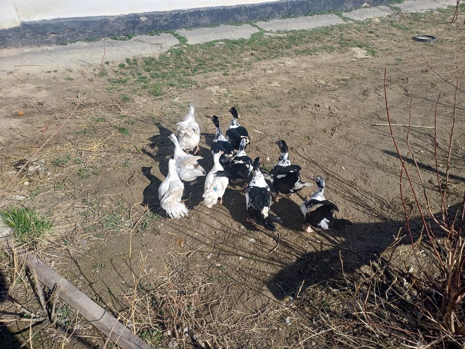 Индоутка продоется