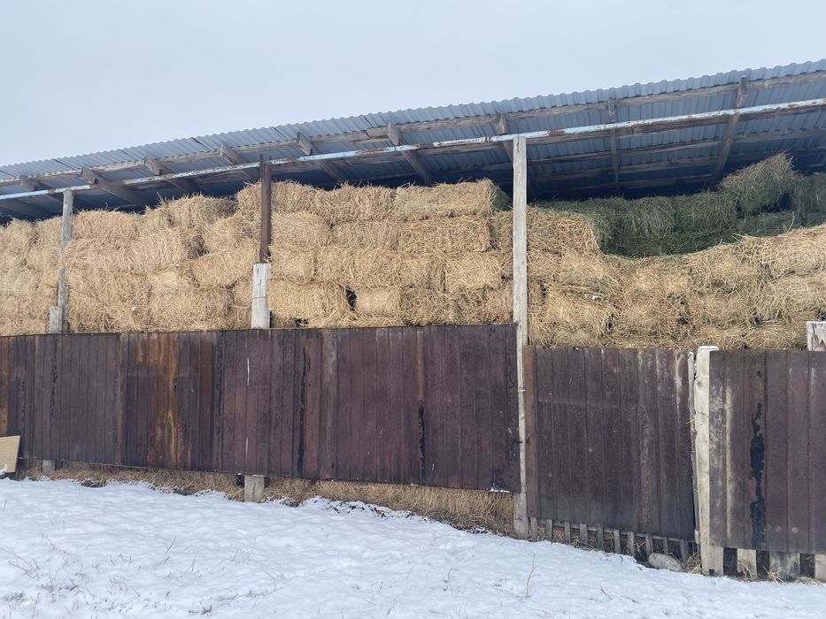 Продам люцерна, клевер. Жоңышқа сатамын.