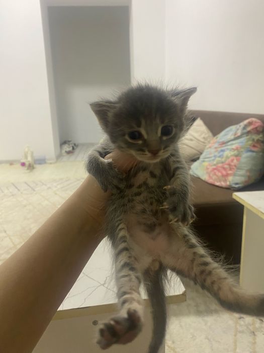Котят в добрые руки