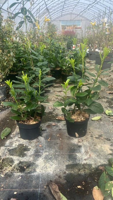Prunus laurocerasus Novita