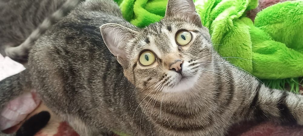 Китти ваш пушистый друг