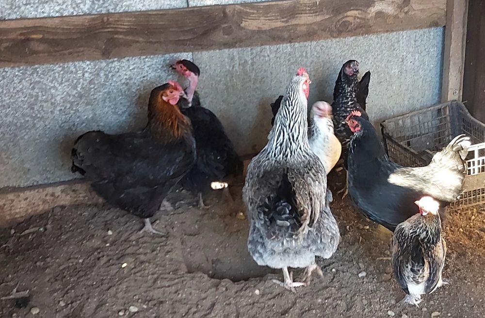 Gaini de țară de vanzare