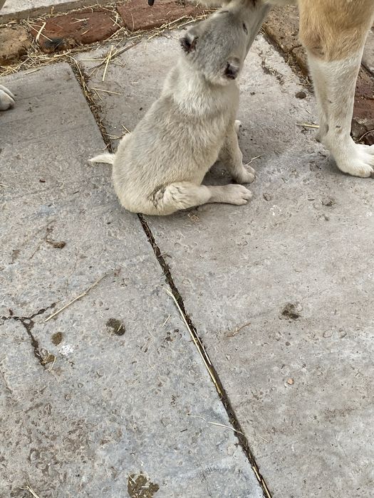 Продается щенок алабай