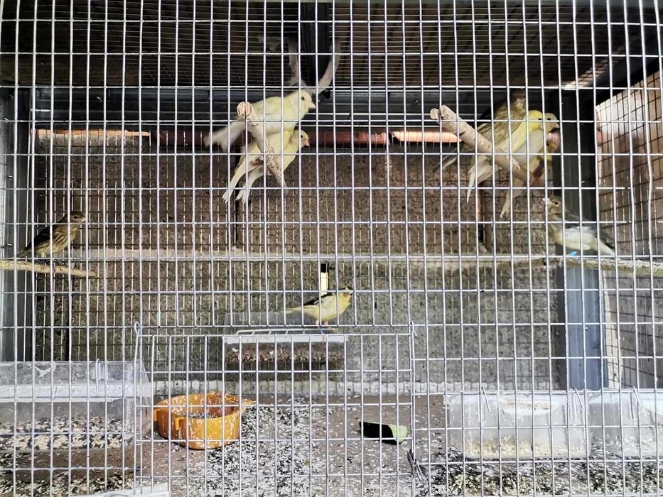 Продавам канарчета Орфей