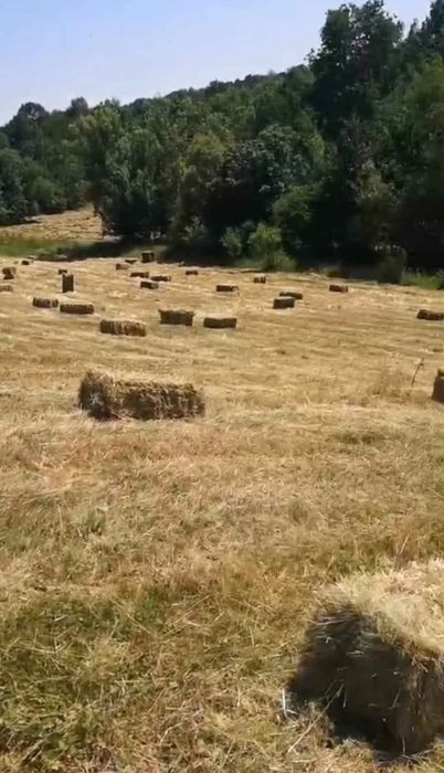 Baloți din trifoi și fân, bine uscați, prima coasă