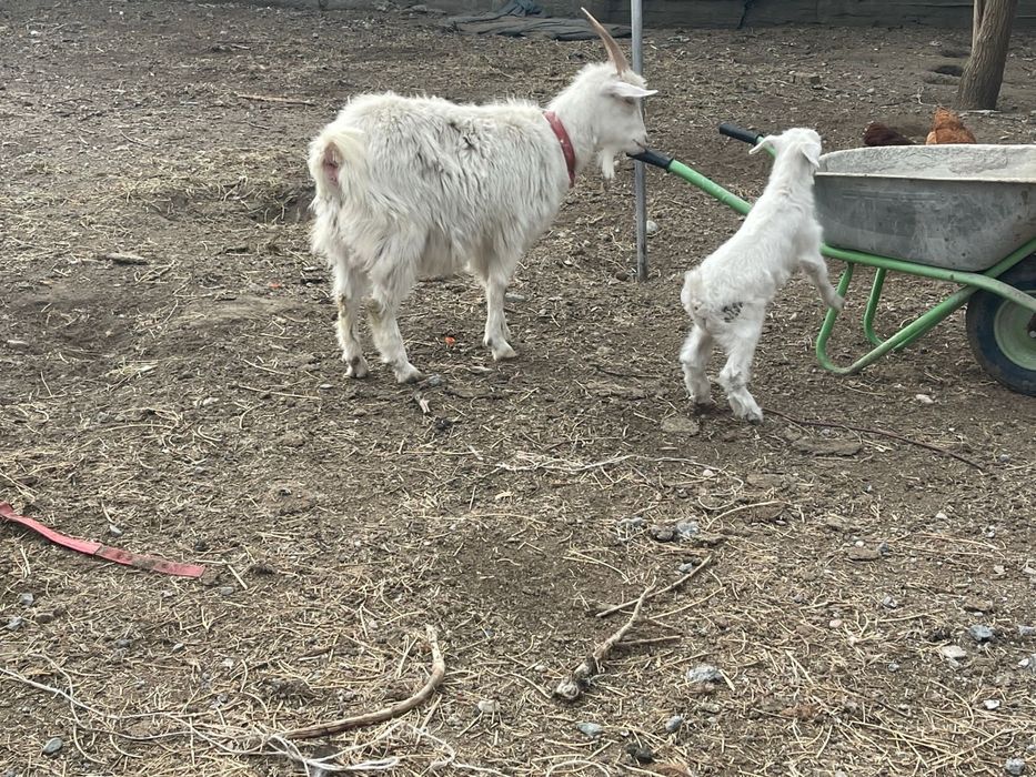 Срочно продам козу с козленком!