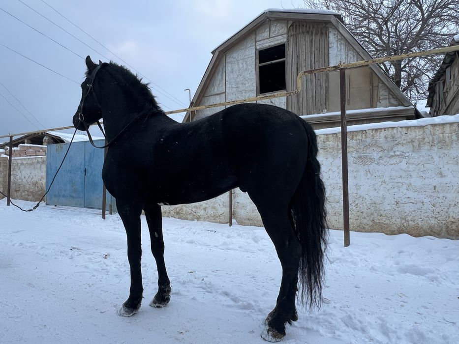 Продается Фризкий жеребец