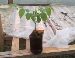 Vând puiеți de nuc CRESCUȚI NATURAL – Livrare Toamnă