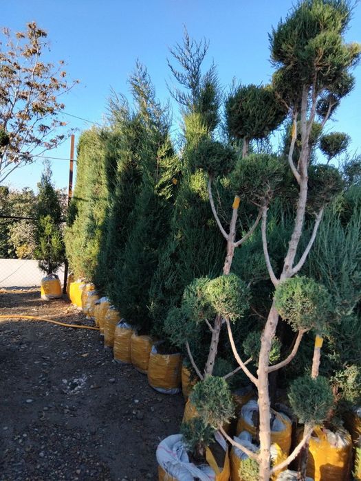 Archa va gullar arson narxlarda sotiladi Xaxlagan Archadan bori