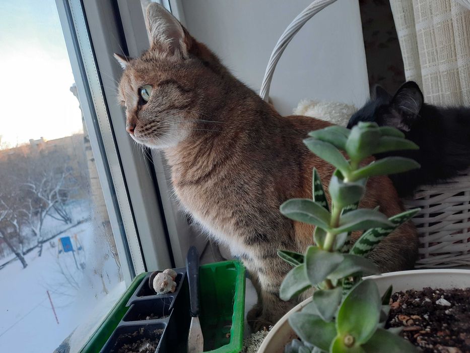 Кошечка Алиса ждёт хозяина