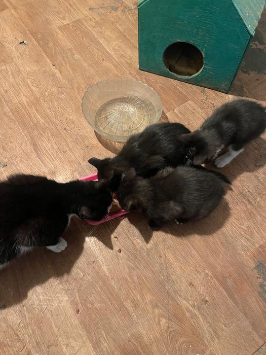 Отдам в хорошие руки котят