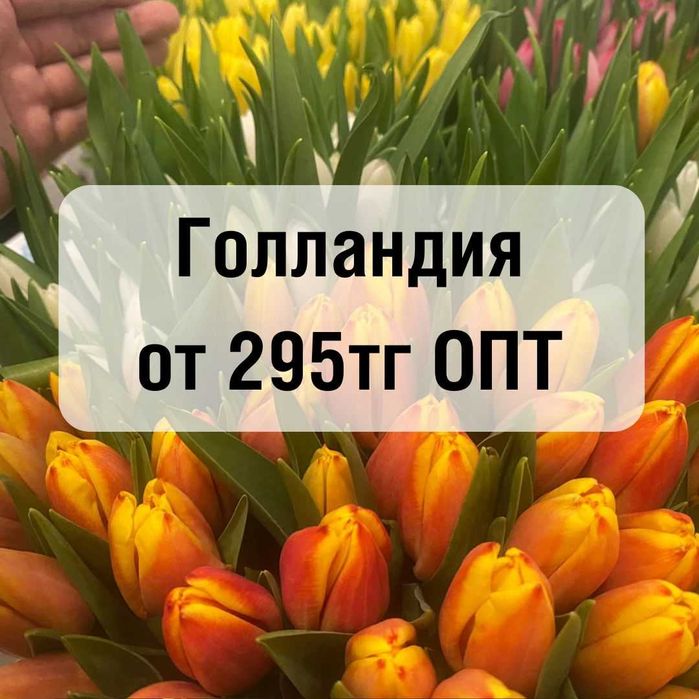 Тюльпаны со склада от 295 тг