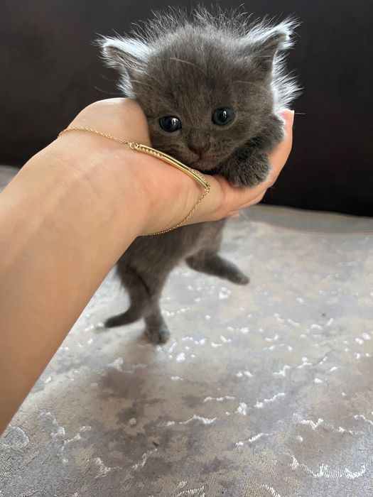 шотландские котята