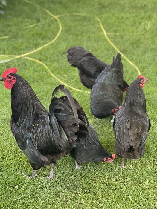Australorp   Negru