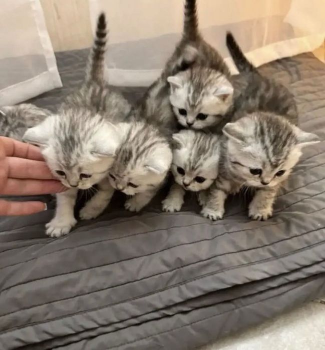 Продаются шотландские котята!!