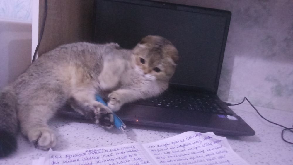 Вяска ишем принца