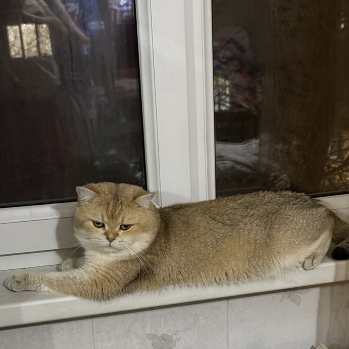 Кот чистокровный британец окрас Золотой Шиншилла nu 12