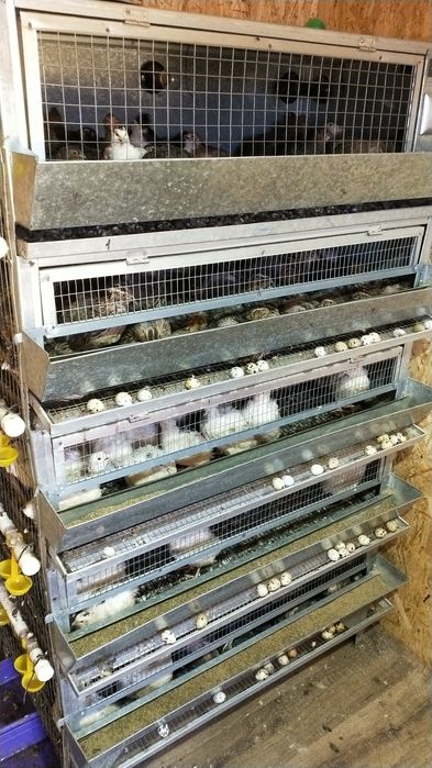 Продам мясо молоденьких перепелок.