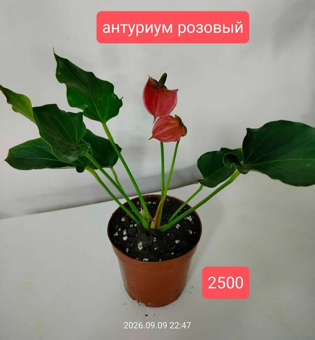 продам комнатные растения
