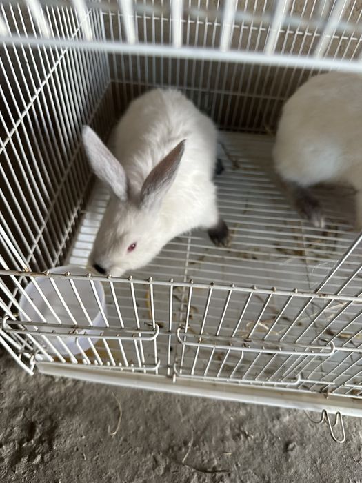 Kaliforniya quyoni para