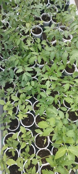 Рассада помидоров, перца, цветов.