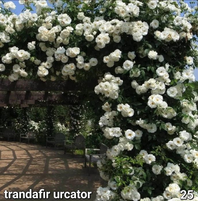 Butasi altoiti de trandafir