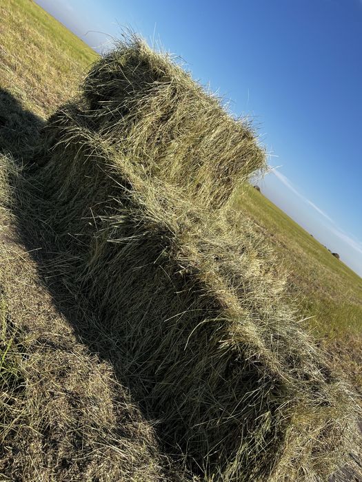 Продам сено тюк житняк