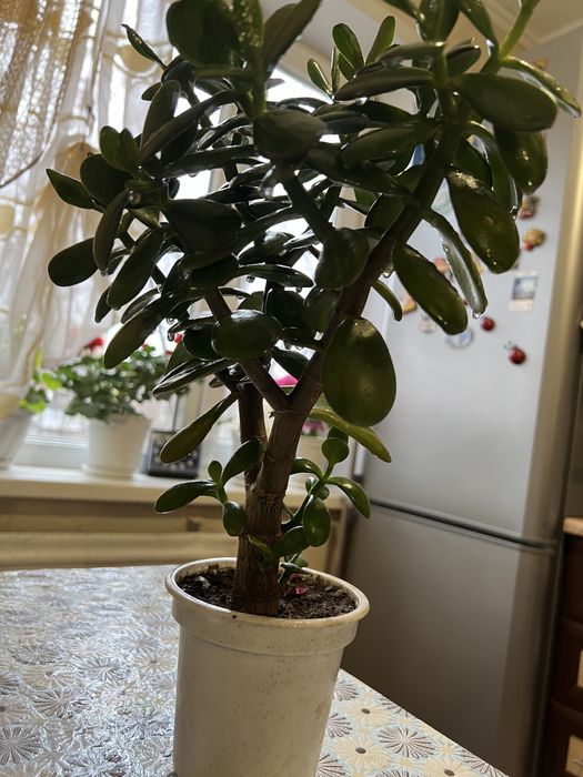 Денежное дерево. Комнатное