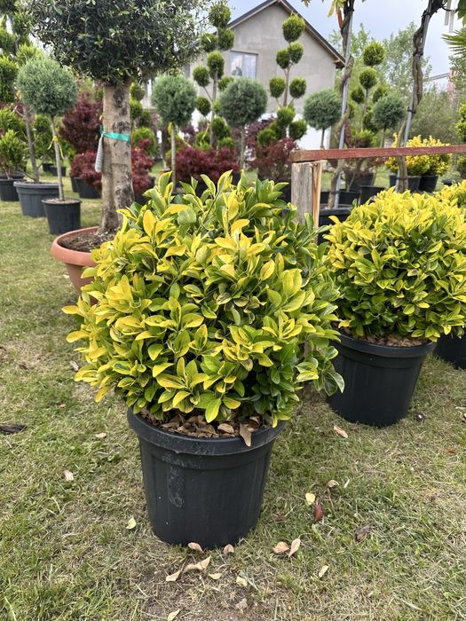 Amenajari gradini / Plante gard viu