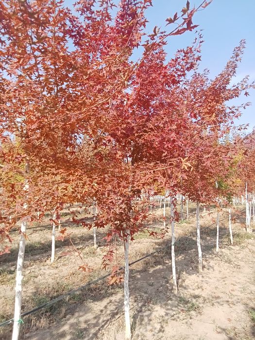 Клен краснолисный крупномер