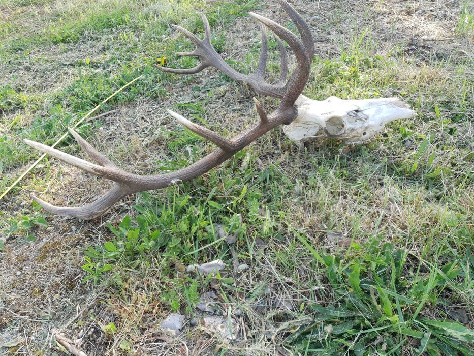 Trofeu coarne de cerb