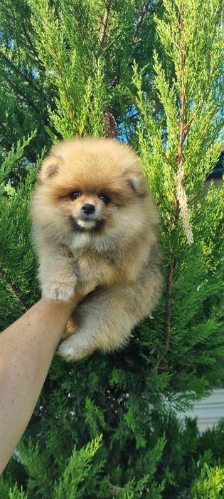 Померан момче .  .