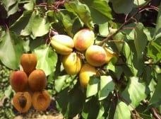 Pomi Fructiferi Străvechi Glia Strămoșească (Soiuri de CAIS)