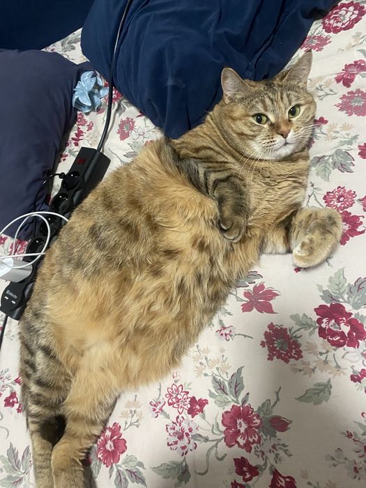 Кошку отдам  бесплатно