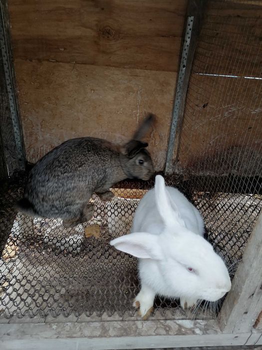 Para quyonlar sotiladi