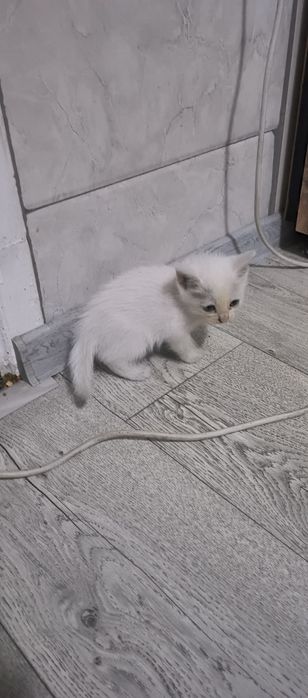 Отдадим хороших белых котят
