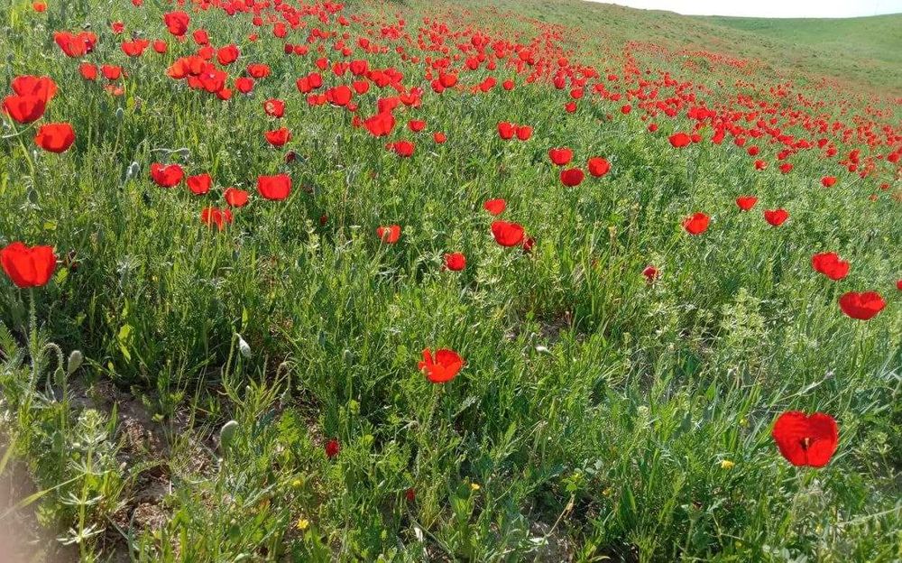 Личный водитель. поездки в горы,