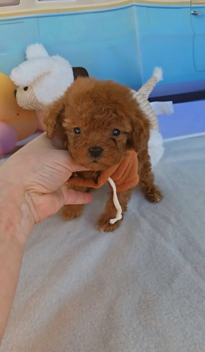 Пудел tea cup с документ за произход-5 поколения назад