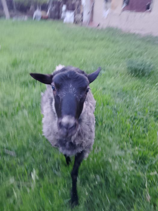 Продам! Продам! Продам!