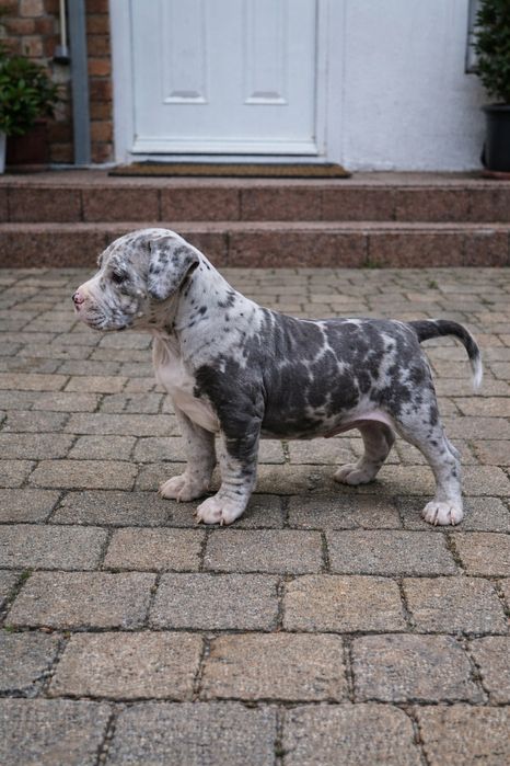 Pui American Bully Merle cu pedigree – canisa Dog Fashion