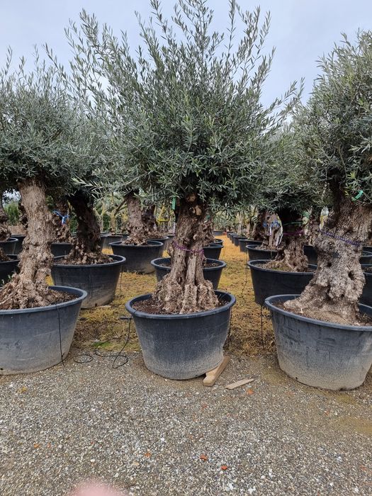 Măslin secular oleo europea