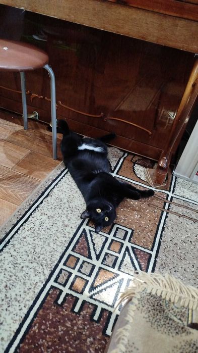 Отдам черного кота
