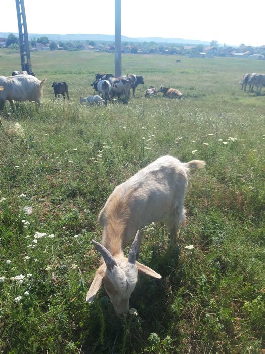 Vând iezi de anul acesta