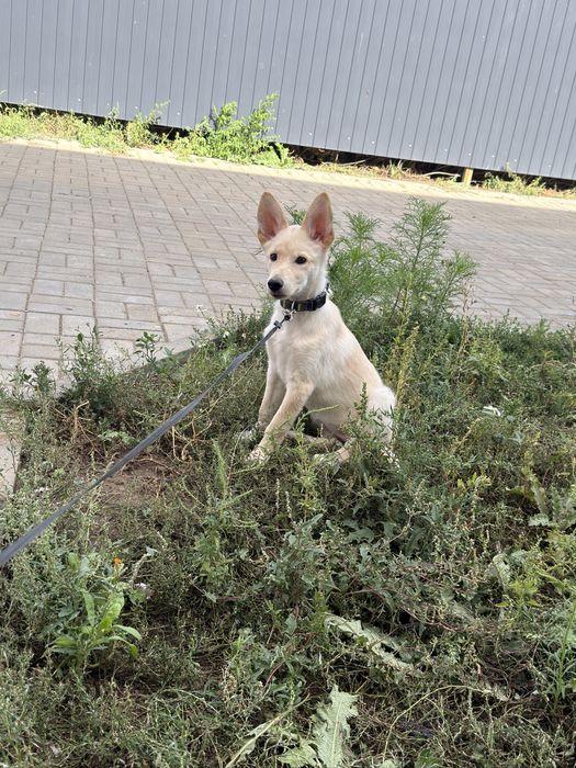 Отдам щенка в добрые руки
